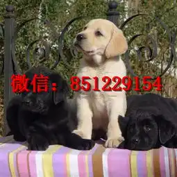 惠州赛级拉布拉多,奶白色拉布拉多犬,拉布拉多犬舍