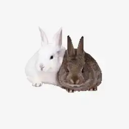  呆萌黑白兔可爱图片素材图片免费下载高清产品实物png千库网图片编号5932692