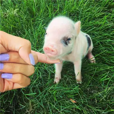  真实可爱猪头像高清图片微信真实猪头头像大全