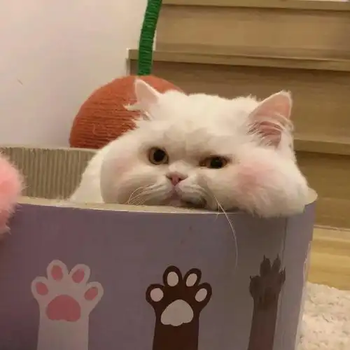  一眼爱上的微信头像