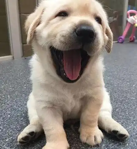  狗狗做这些小动作,是向主人传递爱的信号,别不懂接收