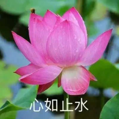 荷花头像带字图片微信头像荷花并配字