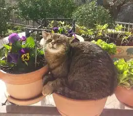  睡在各个地方的喵星人,实在是太可爱了