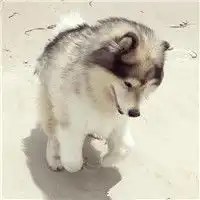  高清哈士奇头像图片