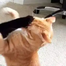 用了这组猫咪情侣头,每天骂架都骂不起来...