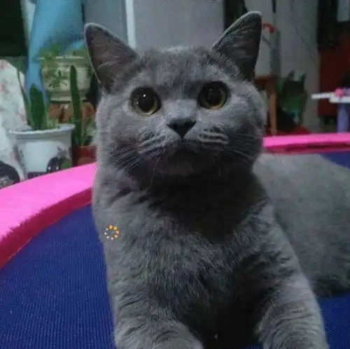  女孩网购一只蓝猫,3个月后哭着找店家对峙,长成这样我怎么吸