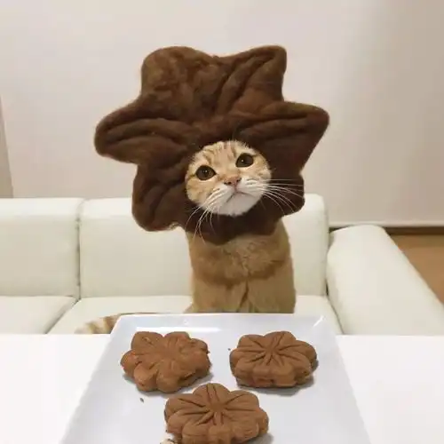 萌哭了ins博主给猫咪每天早餐时带上了头套,结果爆火...