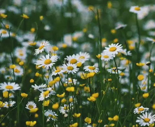  7月底,天降桃运,情路通畅,喜上眉梢,3星座怦然心动,回心转意桃花运爱情水瓶座射手座天蝎座网易订阅