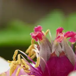  洛阳牡丹fz150拍的一组牡丹微距花心