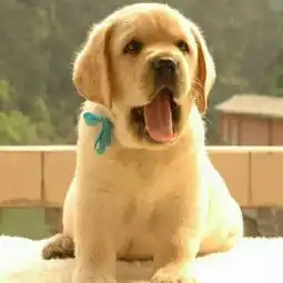  家养金毛大骨架宝宝金毛温顺可爱懂人性