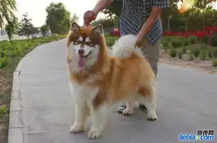  双录冠军血系后代赛级阿拉斯加雪橇犬附血统证