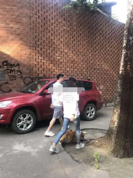  王思聪晒新宠物狗疑坐实新恋情,绯闻女友是演员陈雅婷