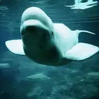  白鲸头像