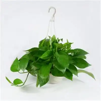  经典绿萝微信头像最好看的绿萝头像图片大全