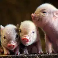  情侣微信可爱小猪头像图片微信头像图片大全