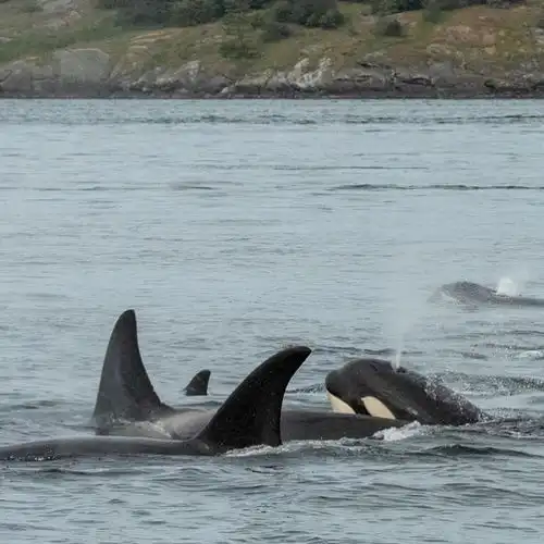  有什么好看的虎鲸图片