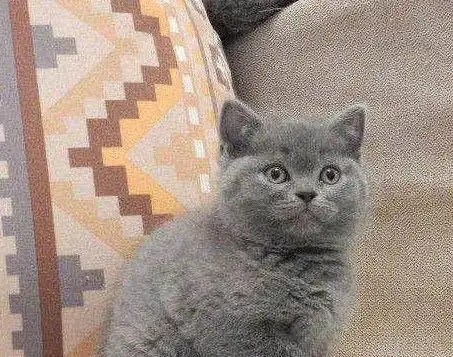  蓝猫意外怀孕生了4只小奶猫,个个虎头虎脑,女子美翻了