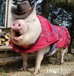  男男情侣收养迷你猪当宠物到最后还是原形毕露