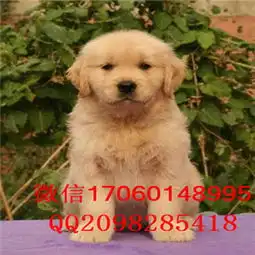  太原哪里有哈士有金毛犬出售纯种金毛犬价格金毛犬图片