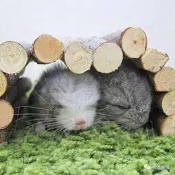  可爱的小龙猫,感觉萌萌哒