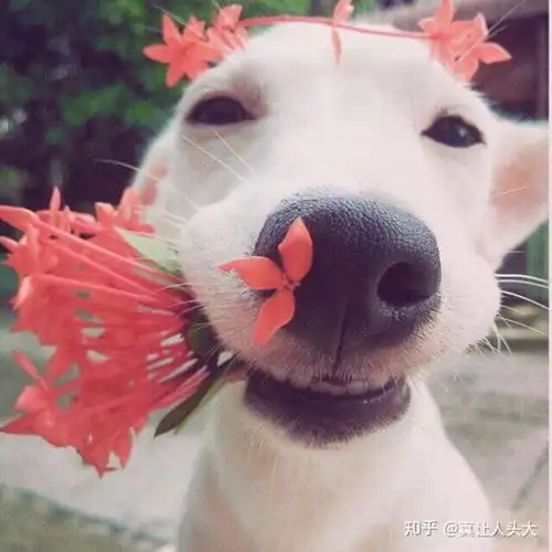 有没有像这样笑的很暖的头像