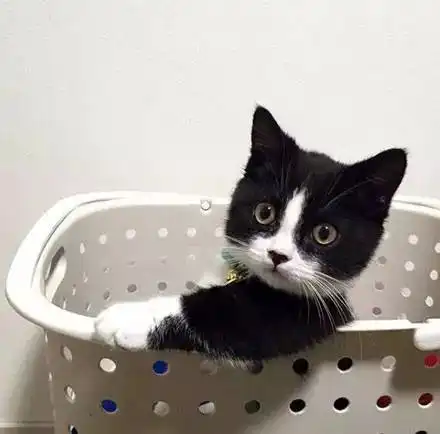  两只超级萌的短腿猫,然而看到最后......