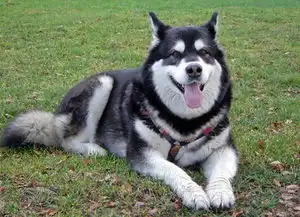  这种狗要多少钱一只,