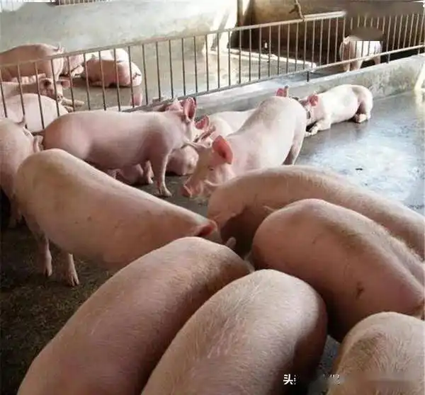  养猪越来越难了,坏消息一个接一个,养猪户该怎么办
