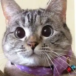  猫咪搞笑图片来自丶梦醒时分的图片分享堆