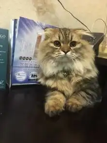  狗子乱吃飞醋竟然霸占了猫咪的猫砂盆咋滴谁还不是个宝宝了