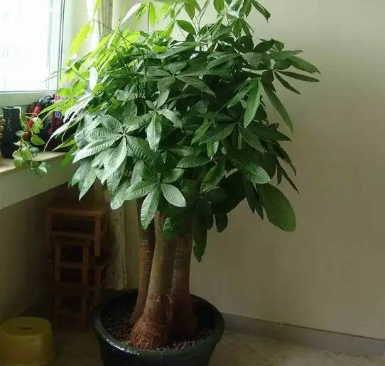  在1月份,可以扦插2种花,1根枝条就能长出根系,繁殖快