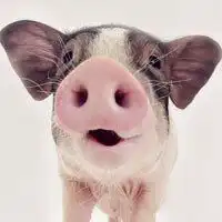  关于宠物猪的情侣头像微信头像图片大全