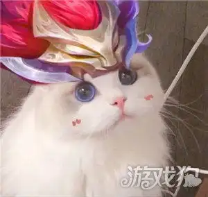  王者荣耀猫咪头像原图男女英雄猫咪头像无水印