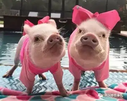  骗我养猫养狗还没骗完.....你,敢来养猪么.......