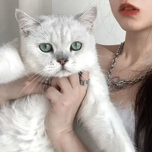  绝美女生头像猫猫和宝贝