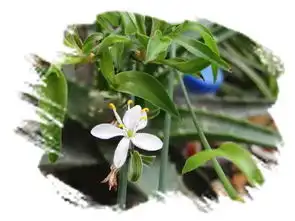  吊兰花有图片吗
