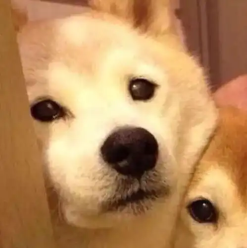  沙雕萌宠可做闺蜜头像和情侣头像我被猪拱走了