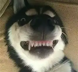  你在图片上看到的画面vs铲屎官平时看到的画面