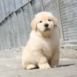  图绵阳出售金毛绵阳哪里出售聪明可爱金毛犬绵阳哪里出售金毛成都宠物狗