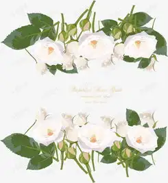  矢量手绘白色花朵素材图片免费下载高清psd千库网图片编号8082397