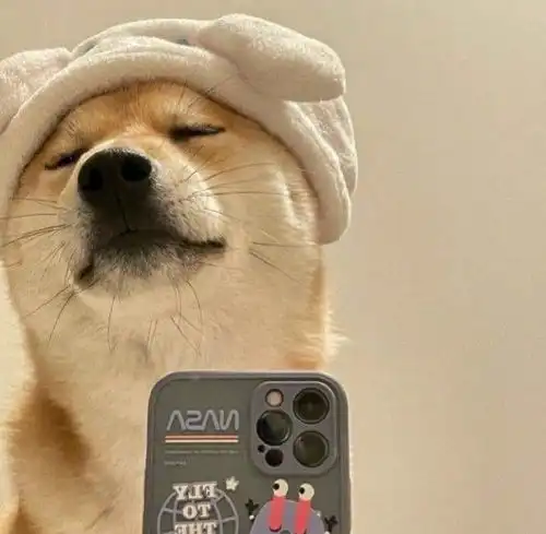  有没有类似于这种的沙雕动物头像