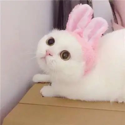 两个猫咪情侣头像一左一右就要这么萌萌哒