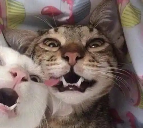 陌生人突然伸手摸猫咪,猫被吓坏而脱绳走丢,62天后才被找回