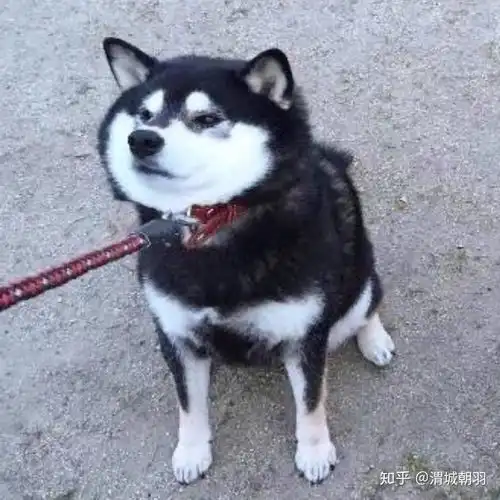 有没有表面上不像情侣头像的情侣头像