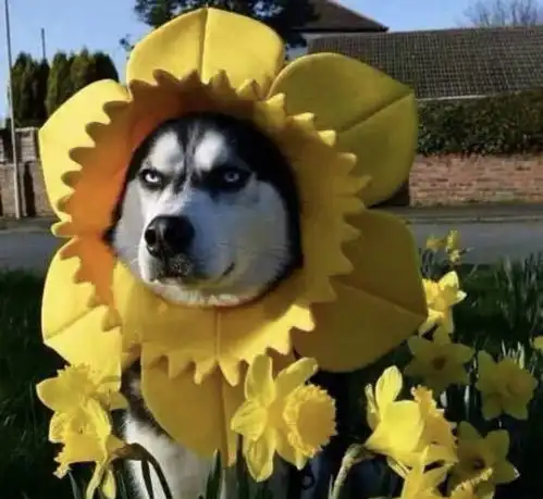  那些比较沙雕的头像