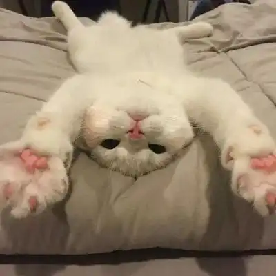  情侣猫头像超萌一对2020年萌猫情侣头像图片