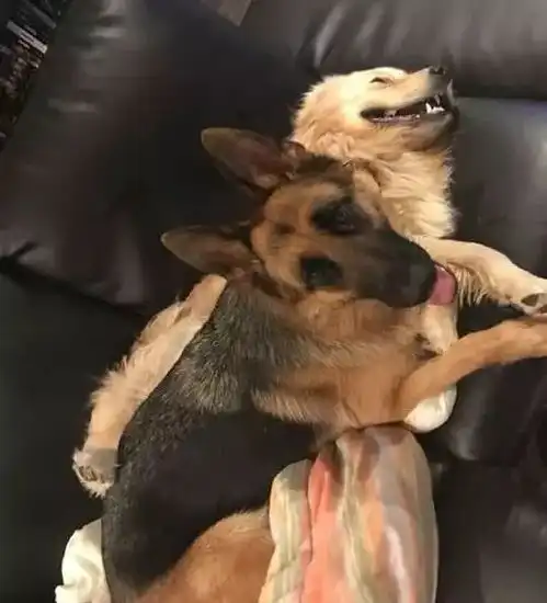  当内向胆小的金毛,遇到了一只很宠它的大德牧后...