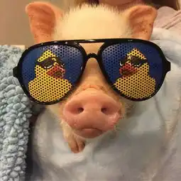  白羊双鱼只怕你是个假白羊