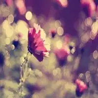  2015最好看的微信花的头像微信头像图片大全