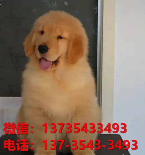  商洛宠物狗狗犬舍出售纯种金毛犬卖狗买狗地方在哪有狗市场